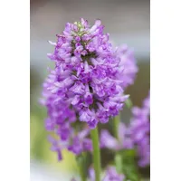 Pflanzen Für Dich Stachys monnieri 'Hummelo' Ziest, purpurrosa, ca.