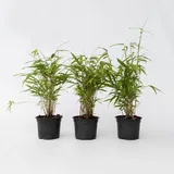Plant in a Box - 3 Stk - Fargesia papyrifera 'Grex' - Höhe 30-40cm - Topf 13cm