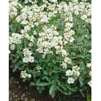Pflanzen Für Dich Arabis x suendermannii, Gänsekresse, immergrün, ca.