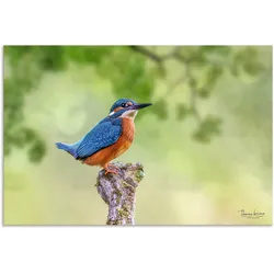 Alu-Dibond-Druck ARTLAND "Eisvogel II", blau (farbe bild(er): blau), B:30cm H:20cm T:1cm, Alu Dibond, Bilder, selbstklebend