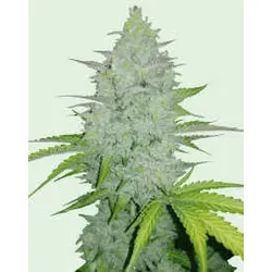 Cheese Auto | Autoflowering Hanfsamen von Fast Buds | 3 Hanfsamen