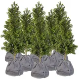 Royal Gardineer 8er-Set Thermo-Topfschutz für Pflanzen, 50x45cm,mit Drainage,anthrazit
