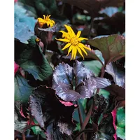 Pflanzen Für Dich Ligularia dentata, dunkellaubig, ca. 9x9 cm