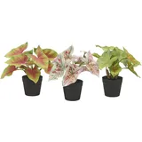Creativ green Künstliche Zimmerpflanze CREATIV GREEN "Blattpflanzen Mini", grün, H:20cm Ø:18cm, Kunststoff, Kunstpflanzen, Künstliche Zimmerpflanze, mit schönen Blattfarben