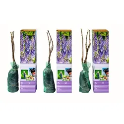 Blauregen (Wisteria) 3er Set