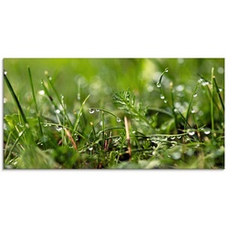 Artland Glasbild Tautropfen, Gräser (1 St), in verschiedenen Größen grün 60 cm x 30 cm