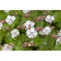 Pflanzen Für Dich Geranium Hybr. St. Ola 2 Liter