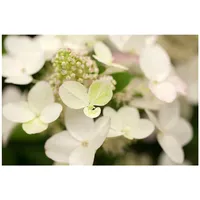 Pflanzen Für Dich Hydrangea paniculata 'Magical Fire', Rispenhortensie, rot-weiß,