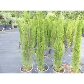 grünwaren 1x Mittelmeerzypresse 180 cm Säulen Toskana Zypressen Zypresse Cupressus Sempervirens