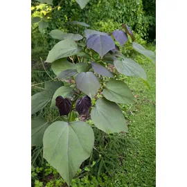 Pflanzen Für Dich Catalpa Erubescens Purpurea Purpur-Trompetenbaum 80–100 cm