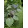 Pflanzen Für Dich Catalpa Erubescens Purpurea Purpur-Trompetenbaum 80–100 cm