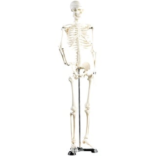 newgen medicals Deko-Skelett: Original Lehrmittel Anatomie Skelett auf Ständer, 85 cm (Modell Skelett, Anatomisches Skelett, menschliches)