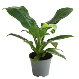 Dehner Philodendron Zimmerpflanze 50-60 cm Ø 14 cm Dunkelgrün/Dunkelrot
