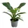 Dehner Philodendron Zimmerpflanze 50-60 cm Ø 14 cm Dunkelgrün/Dunkelrot