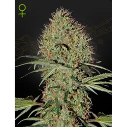 GHSC Super Bud Auto Fem. 3St.