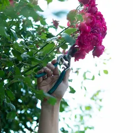 Siena Garden Astschere CG2080