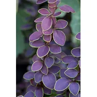 Pflanzen Für Dich Berberis thunbergii 'Golden Ring', Berberitze, gelb-rot,
