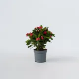 Plant in a Box - Euphorbia 'Milii' - Höhe 25-35cm - Topf 13cm