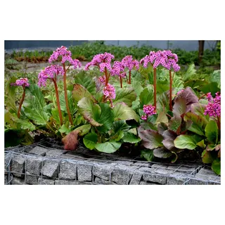 Stauden Gänge 3 x Bergenia cordifolia 'Winterglut' (Winterhart/Stauden/Staude/Mehrjährig/Immergrün/Bodendecker) Bergenie - Leuchtende Blüten und feuriges Laub im Winter - Bienenfreundlich
