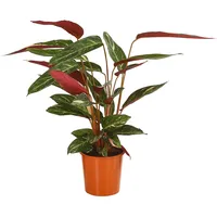 Dehner Korbmarante Ø Calathea sanguinea, Magicstar, Dunkelrot, Dunkelgrün