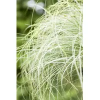 Pflanzen Für Dich Carex albula 'Frosted Curls', Ziergras, ca.