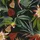 Wow Vliestapete Papagei 1005 x 64 cm 1 St Schwarz/Mehrfarbig 1005