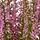 Creativ green Kunstpflanze CREATIV GREEN "Heidepflanze", rosa, H:17cm, Kunststoff, Kunstpflanzen, Kunstpflanze, mit detailgetreuer Gestaltung