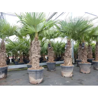 Trachycarpus fortunei XXL dicke Stämme 200 cm Hanfpalme, winterharte Palme bis -18°C