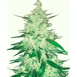 CBD 1:1 Auto | Autoflowering Hanfsamen von Fast Buds | 3 Hanfsamen