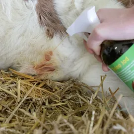 Kerbl Desinfektionsspray Desino Jod Plus, 500ml