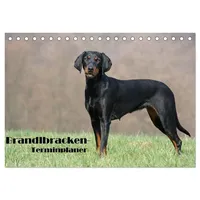 Calvendo Der Brandlbracken-Terminplaner (Tischkalender 2026 DIN A5 quer), CALVENDO