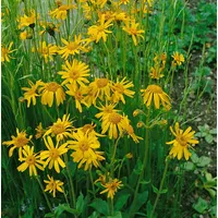 Pflanzen Für Dich Arnica chamissonis, Berg-Wohlverleih, gelb, ca. 9x9