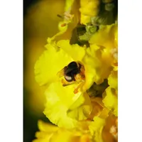 Pflanzen Für Dich Verbascum bombyciferum, Silber-Königskerze, silbergrau, ca. 9x9