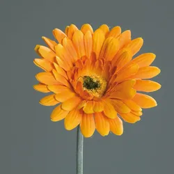 Kunstblume Gerbera