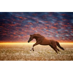 Fototapete PAPERMOON "Laufendes Pferd", bunt, B:5,00m L:2,80m, Vlies, Tapeten