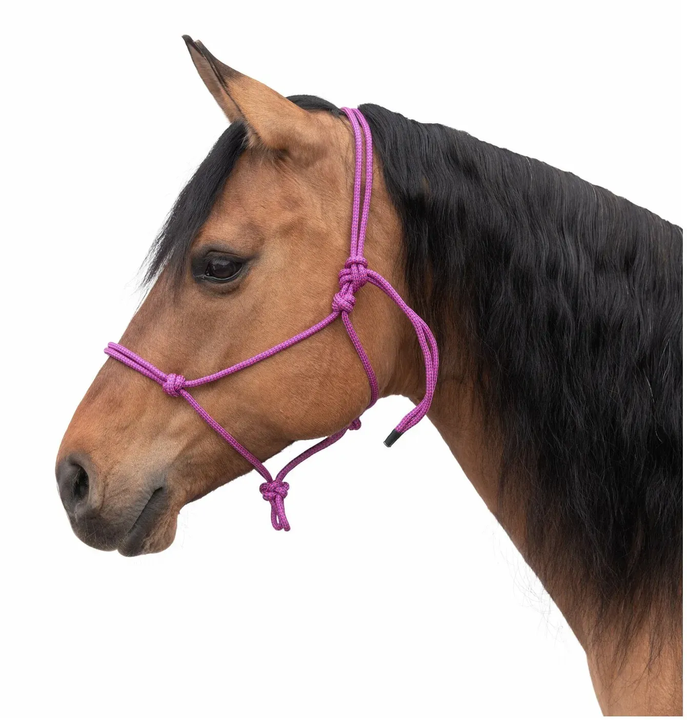Passion 4Q Knotenhalfter purplepink Full