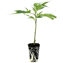 THC-Stecklinge - Amnesia Core Cut