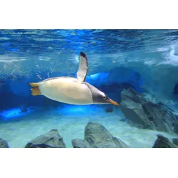 Fototapete PAPERMOON "Unterwasser-Eselspinguin", bunt, B:4,00m L:2,60m, Vlies, Tapeten