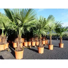grünwaren XXL Palme winterhart 180 cm Trachycarpus fortunei, Hanfpalme,