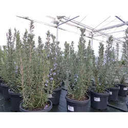 7 Stück echter Rosmarin Officinalis 50-60cm Höhe, XL Busch Ø 20-30 cm, stehend, winterhart Kräuter