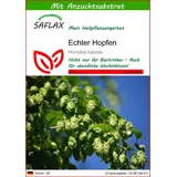 SAFLAX - Heilpflanzen - Echter Hopfen - 50 Samen - Mit keimfreiem Anzuchtsubstrat - Humulus lupulus