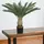 Decovego Künstliche Palme groß Kunstpalme Modell 9, 80 cm hoch Decovego - Grün,