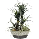 Flair Flower Kunstpflanze Dracena / Tillandsia im Topf Künstliche Gefälschte Blume Pflanze Grünpflanze Kunstblume Kunstgras Luftpflanze Kakteen Zimmerpflanze Sukkulente Aloe Vera Agave Yucca Sanseveria Kalanchoe