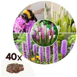 Plant in a Box - Prachtscharte - 40 Stk - Liatris - Rhizome - Lila