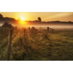 Fototapete PAPERMOON "LANDSCHAFT-NATUR SONNENUNTERGANG BÄUME WALD NEBEL BAUM", bunt, B:3,50m L:2,60m, Vlies, Tapeten