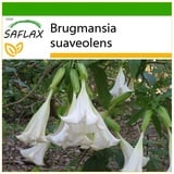 Saflax - Engelstrompete/Weiß - 10 Samen - Mit keimfreiem Anzuchtsubstrat - Brugmansia suaveolens