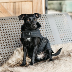 Kentucky Dogwear Hundedecke Dog Coat 160g - schwarz, M