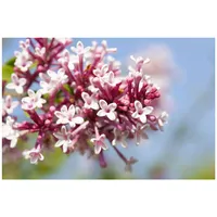 Pflanzen Für Dich Syringa microphylla 'Superba', Flieder, rosa Blüten,