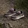adidas Terrex Anylander Children Wanderschuhe - Earth Strata / Wonder Taupe / Aurora Coffee - EU 31