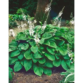 Pflanzen Für Dich Staude Hosta plantaginea Honeybells, 1 St., Duftende Funkie, Duft-Funkie weiß